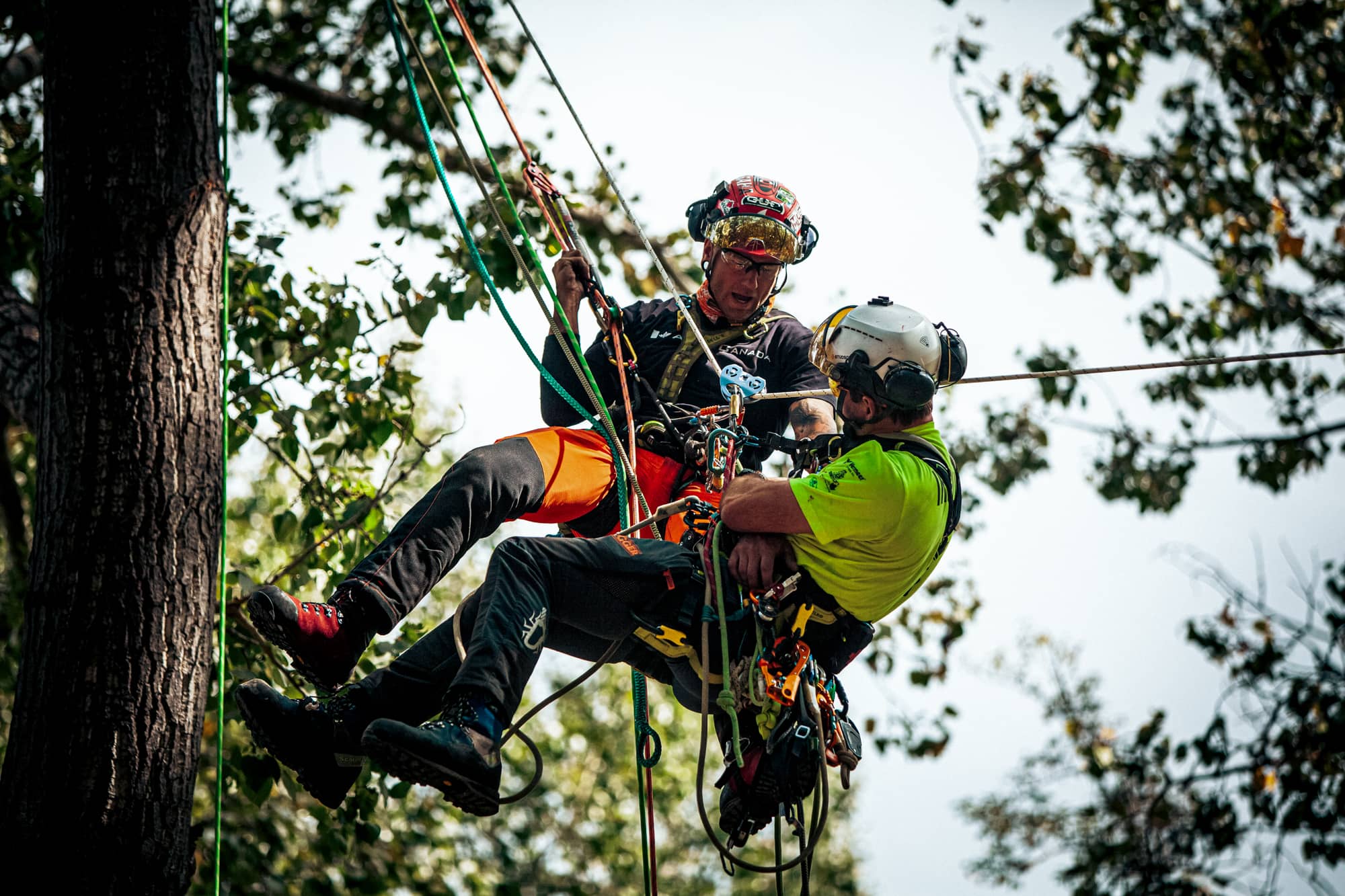 Arborist Aerial Rescue