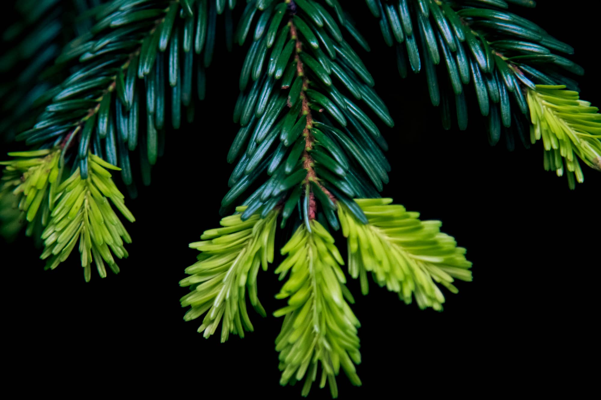 Tree & Plant Health Care