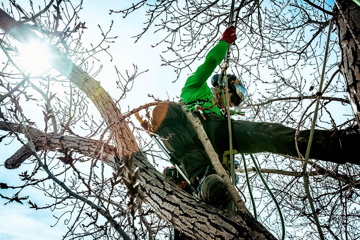 Tree Pruning
